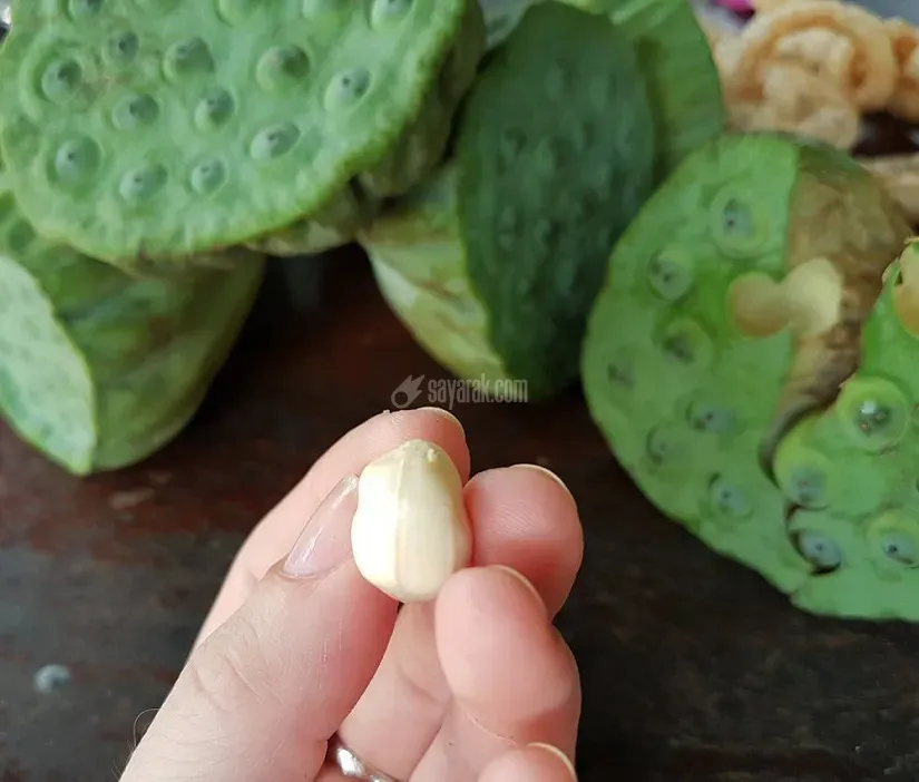میوه نیلوفر آبی