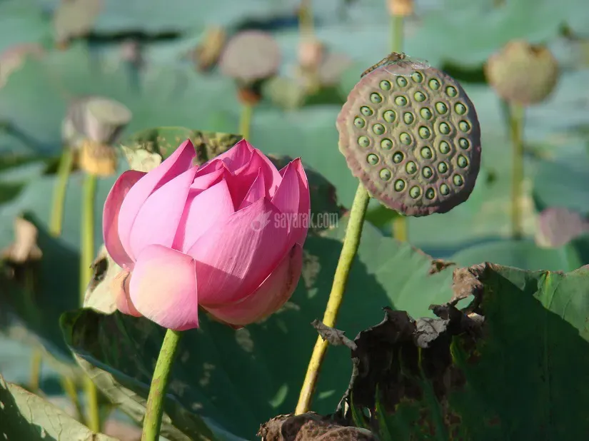 میوه نیلوفر آبی