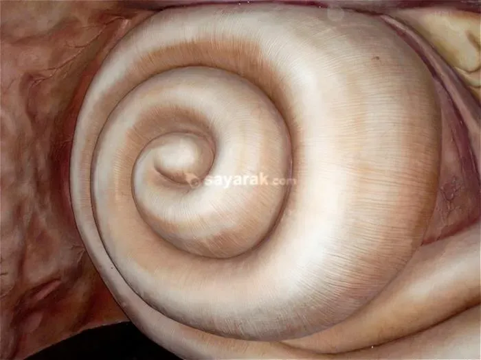 موزه بدن انسان در هلند