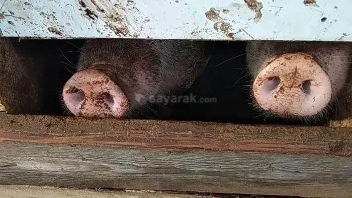 حیوان سال 2019