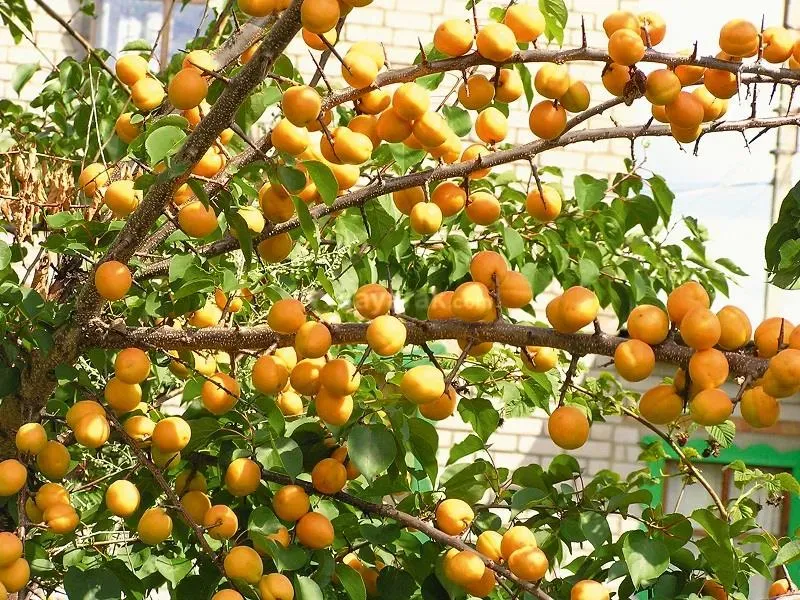 خواص زردآلو