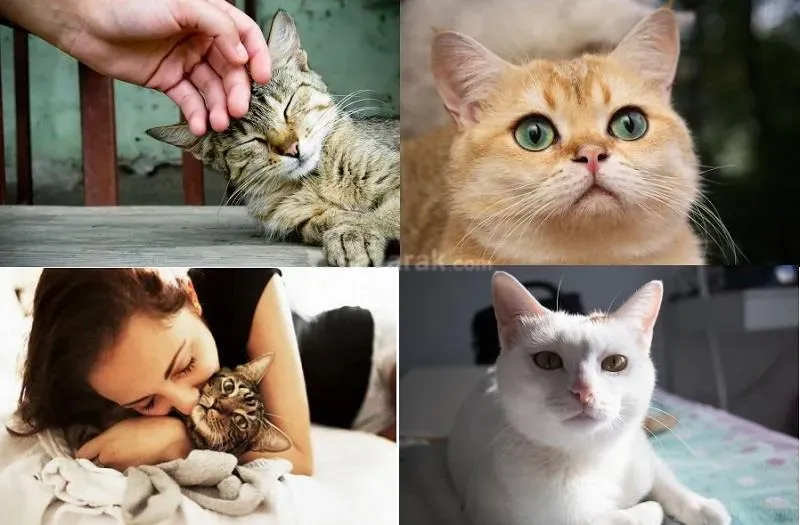 چرا تماس بیش از حد با گربه ممکن است خطرناک باشد