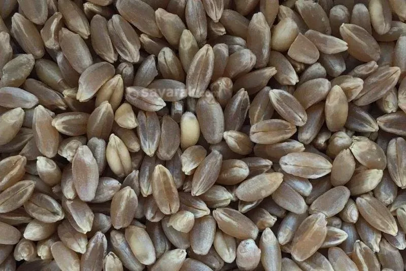 طرز تهیه گندم سیاه