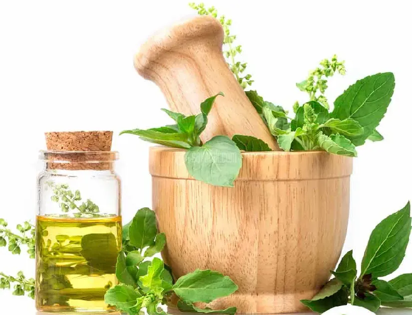 روغن ریحان