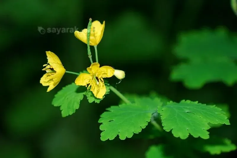 سلاندین یا مامیران کبیر