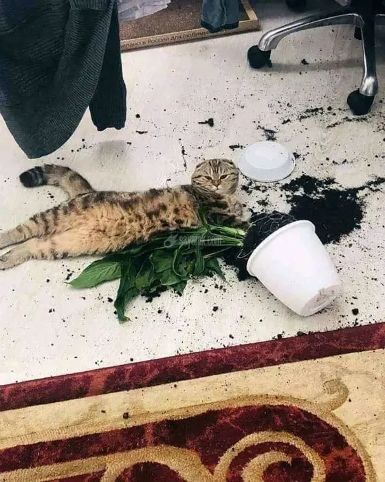 گربه