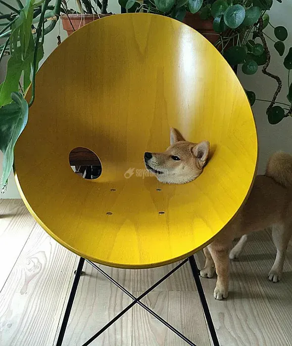 سگ