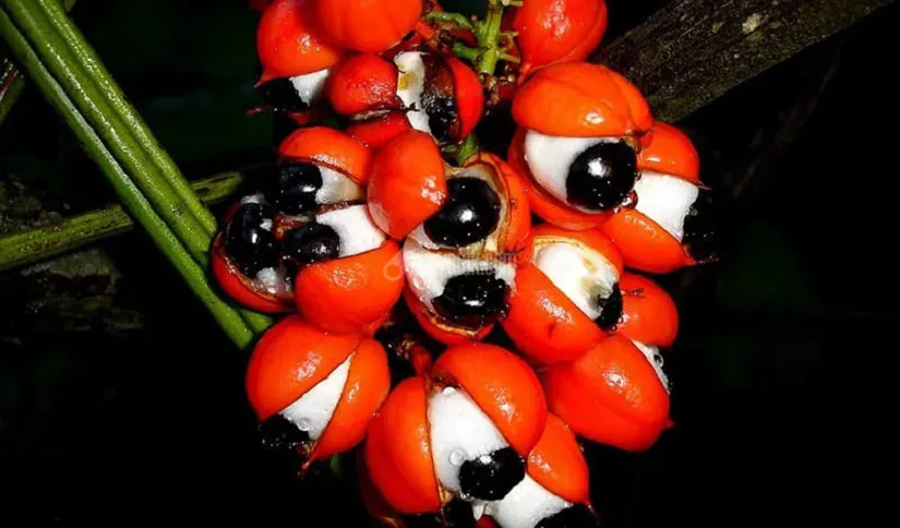 خواص گوارانا