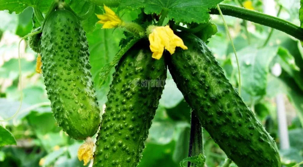 خیار