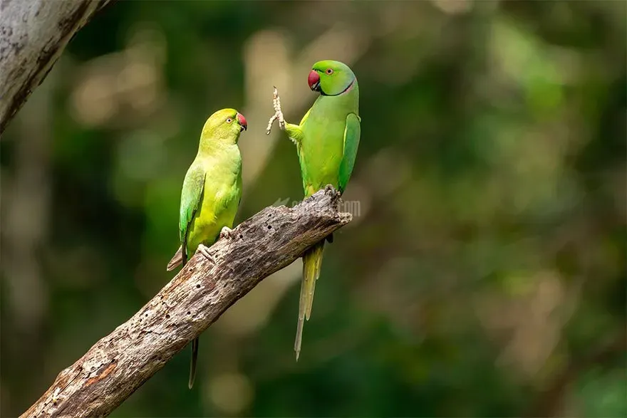 عکس خنده دار