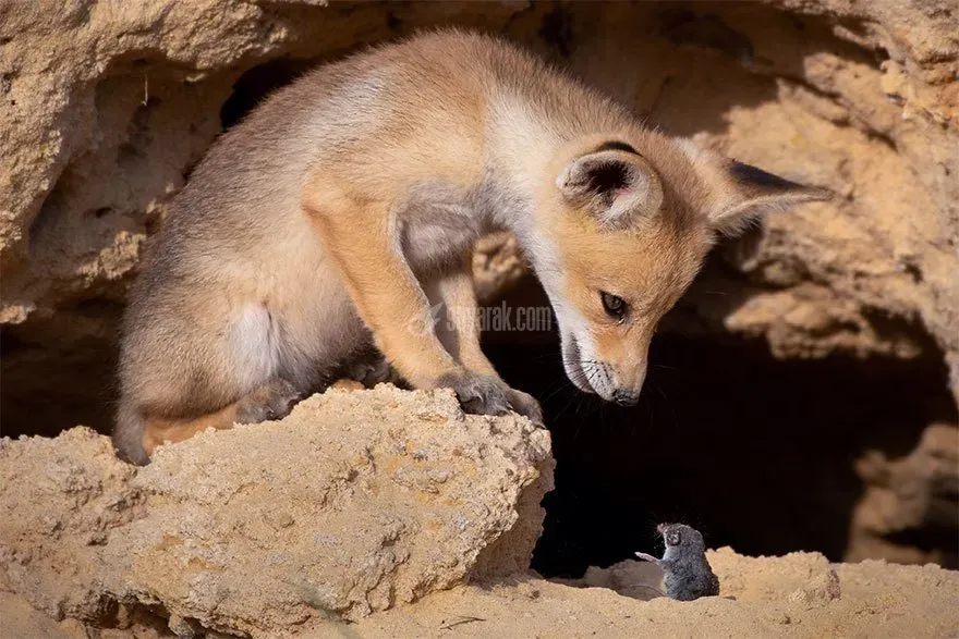 عکس خنده دار