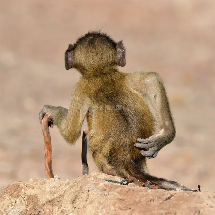 عکس خنده دار