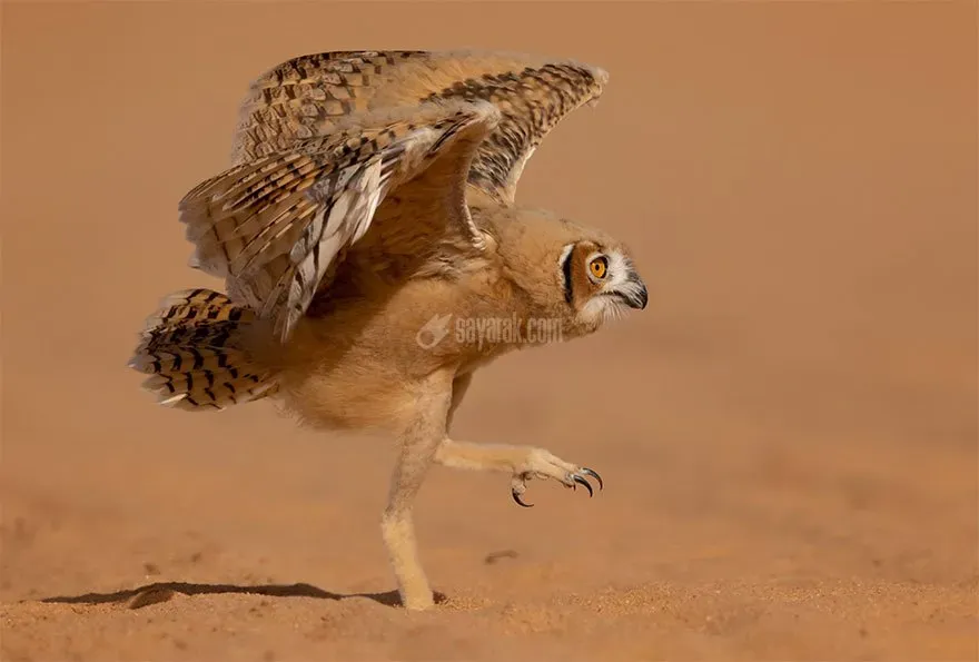 عکس خنده دار
