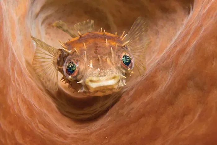 2020-underwater-photo-contest-scuba-diving-magazine6-5f69cac1ebbbd__700.jpg