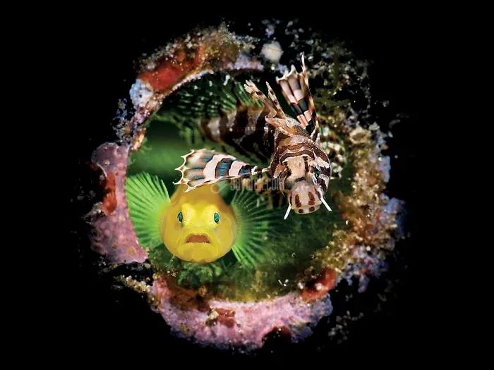 2020-underwater-photo-contest-scuba-diving-magazine7-5f69cac39b138__700.jpg
