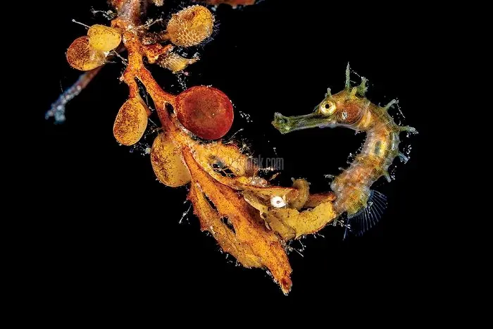 2020-underwater-photo-contest-scuba-diving-magazine8-5f69cac56001f__700.jpg