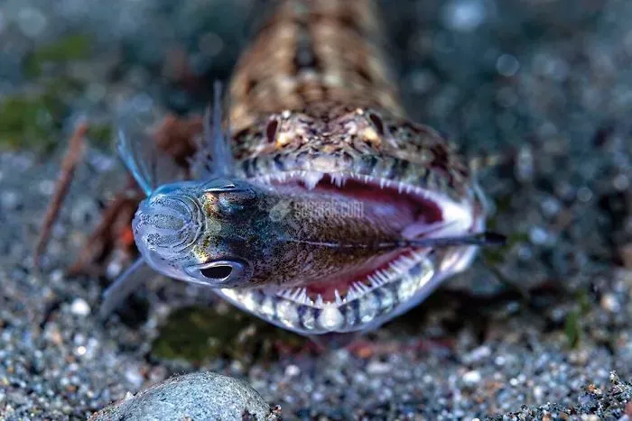 2020-underwater-photo-contest-scuba-diving-magazine3-5f69cabc24c1b__700.jpg