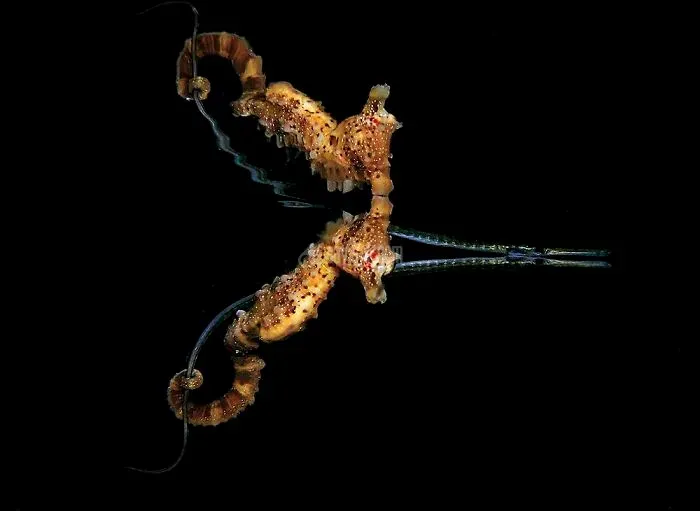 2020-underwater-photo-contest-scuba-diving-magazine2-5f69caba751bc__700.jpg