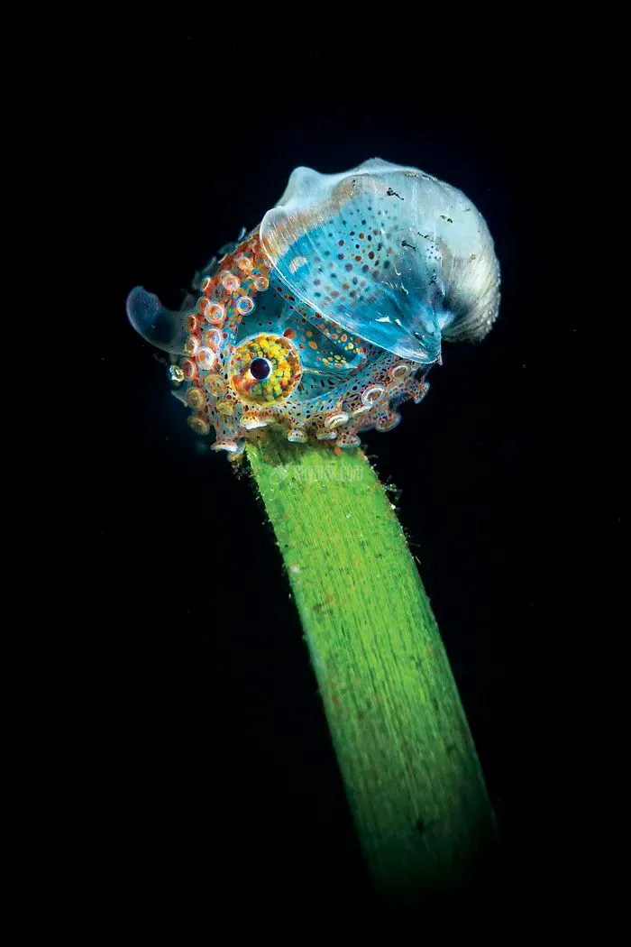 2020-underwater-photo-contest-scuba-diving-magazine5-5f69cabf7e4bd__700.jpg