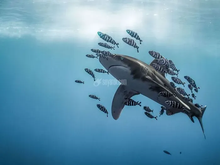 2020-underwater-photo-contest-scuba-diving-magazine14-5f69cad140ad3__700.jpg