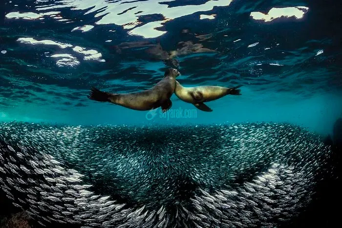 2020-underwater-photo-contest-scuba-diving-magazine13-5f69cacf48d0e__700.jpg