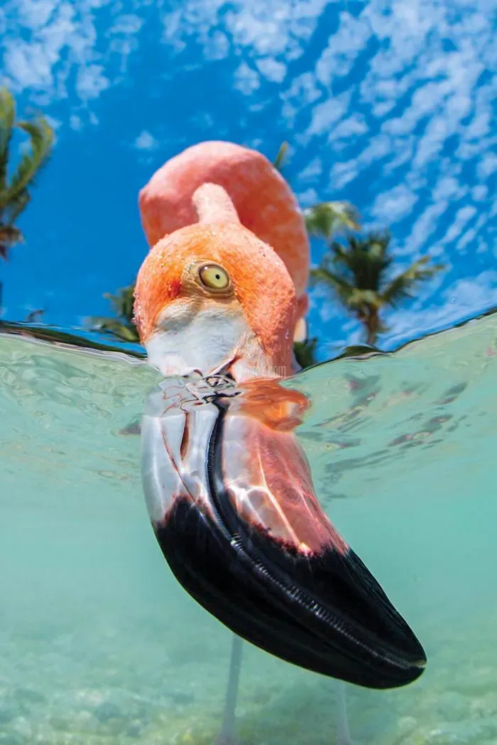 2020-underwater-photo-contest-scuba-diving-magazine23-5f69cae1294d7__700.jpg