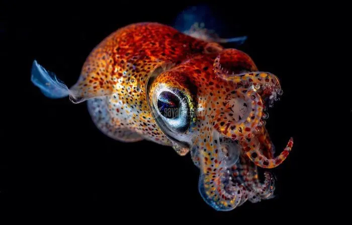 2020-underwater-photo-contest-scuba-diving-magazine22-5f69cadf38639__700.jpg