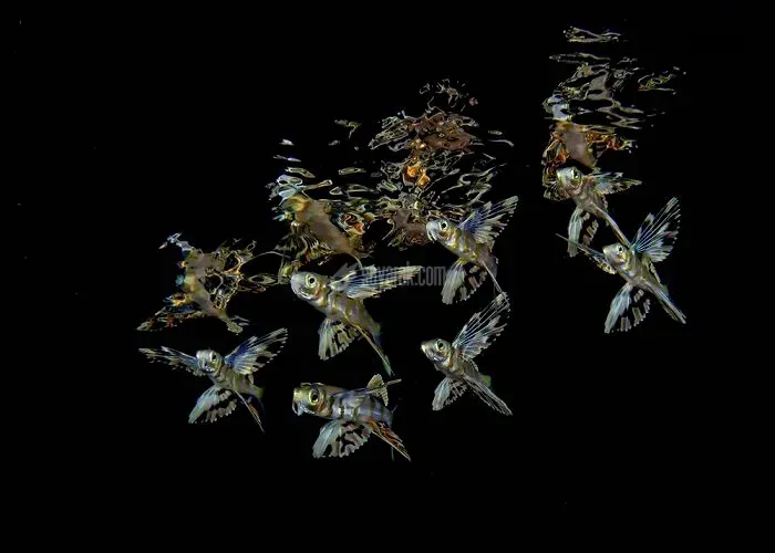 2020-underwater-photo-contest-scuba-diving-magazine21-5f69cadd7319f__700.jpg