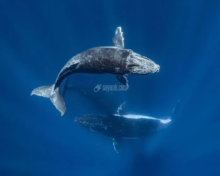 2020-underwater-photo-contest-scuba-diving-magazine20-5f69cadbe1a97__700.jpg
