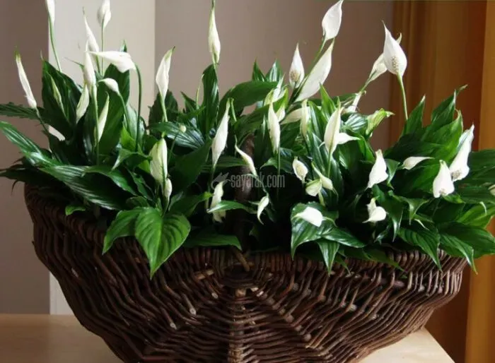  اسپاتی فیلوم
