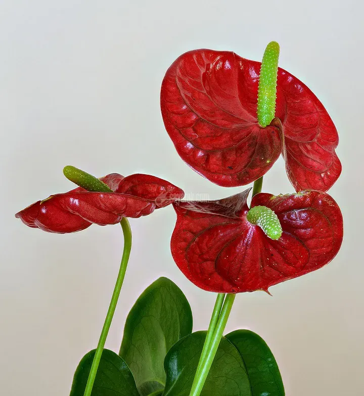 Anthurium3.JPG