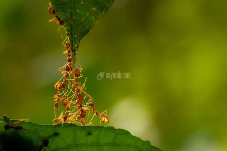 مورچه