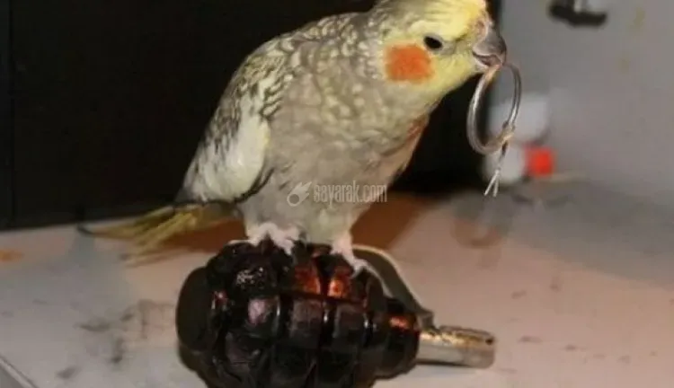 خنده دار