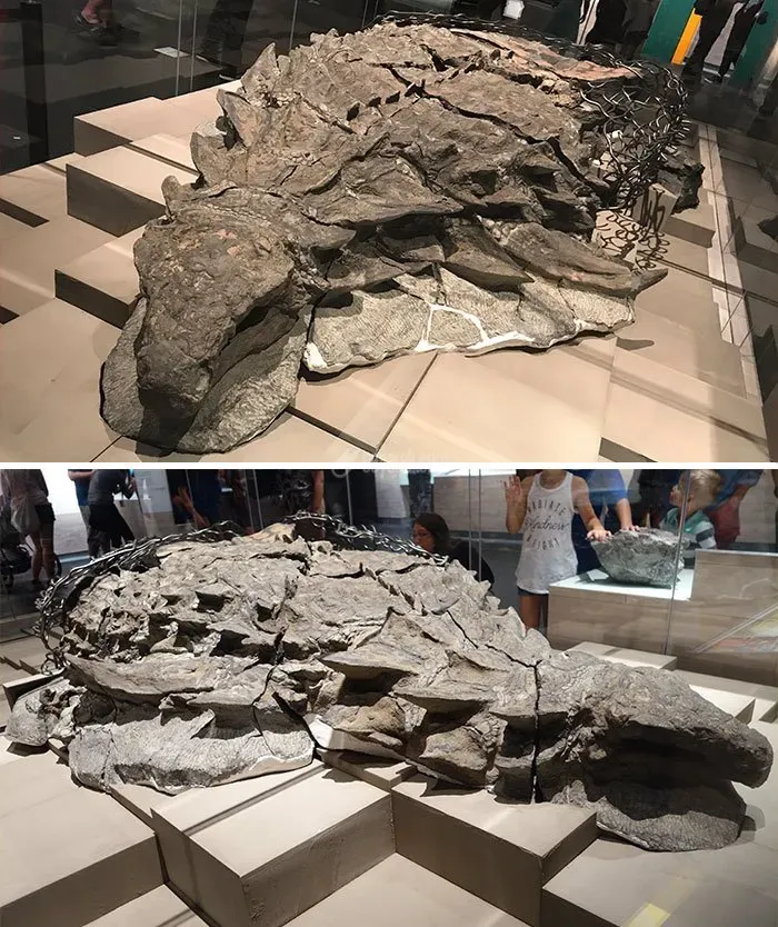 فسیل