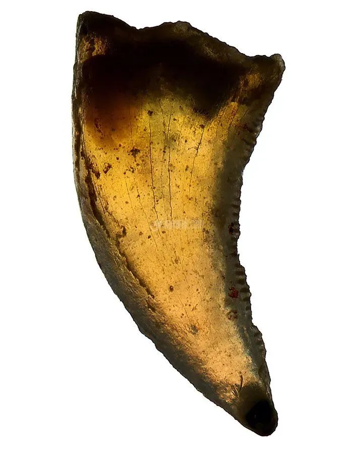 فسیل