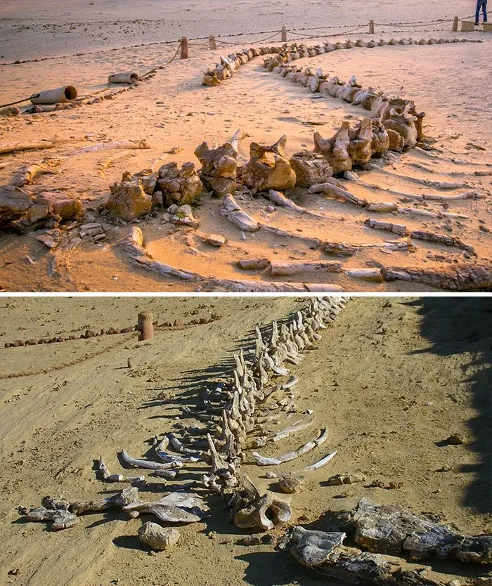فسیل