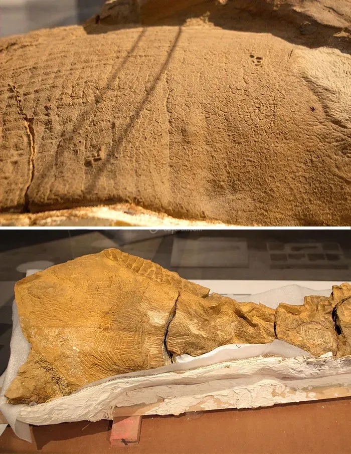 فسیل