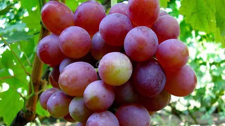 انگور قرمز