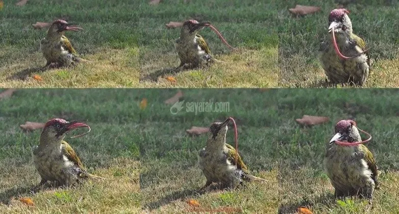 دارکوب