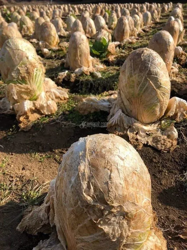 بیگانه