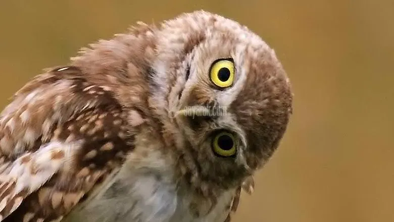 جغد