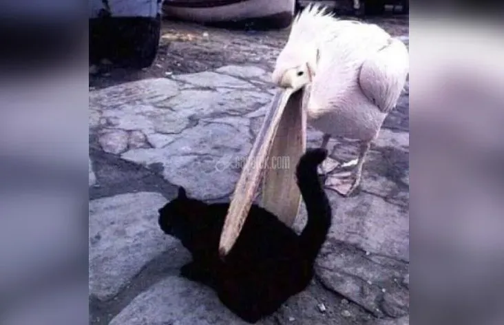 عکس خنده دار
