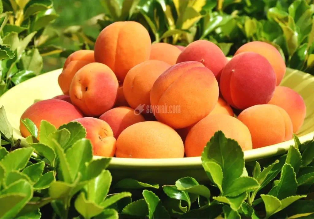 رژیم غذایی زردآلو