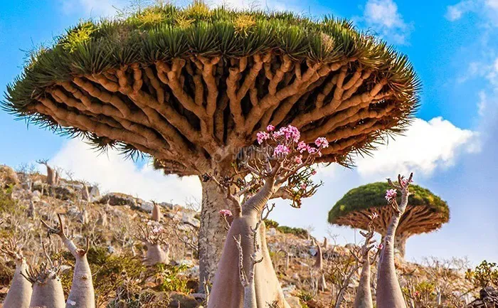 جزیره سوکوترا