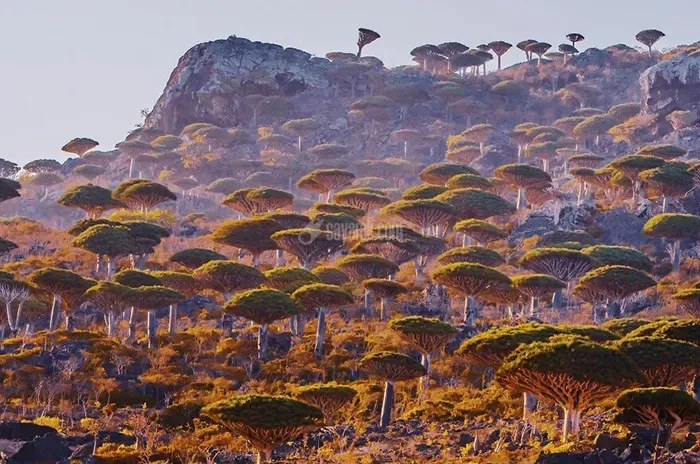 جزیره سوکوترا