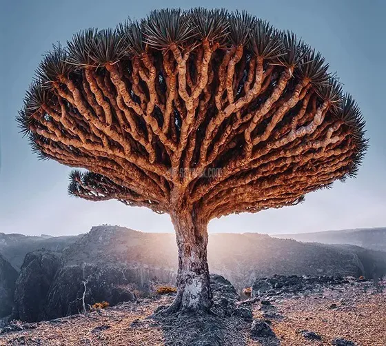 درخت اژدها 