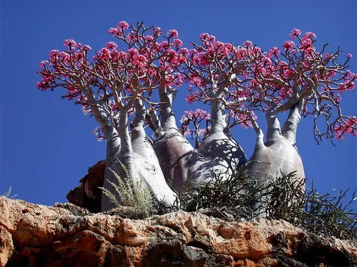 درخت بطری