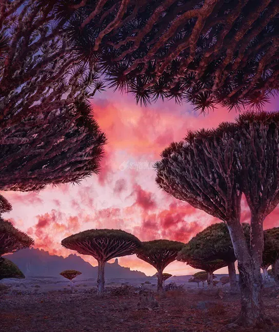 جزیره سوکوترا