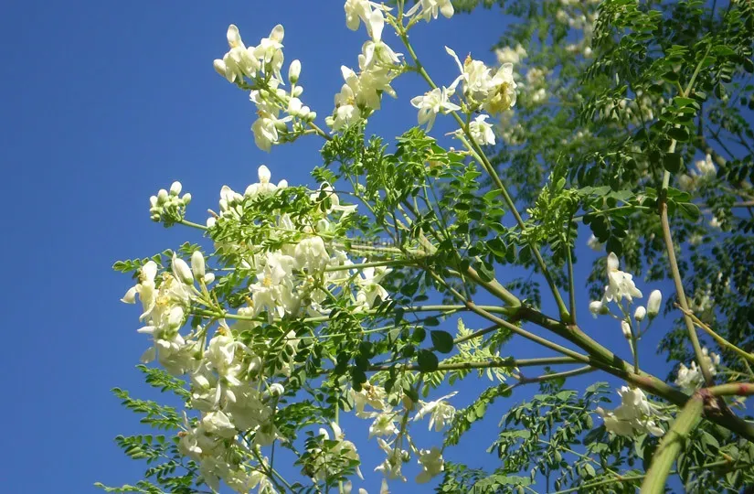 مورینگا